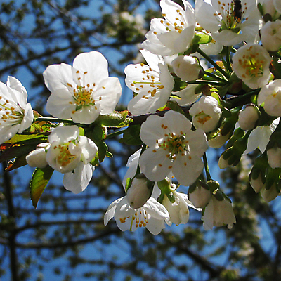 포토 JPG 해외이미지 나무 식물 꽃잎 꽃 분홍색 백그라운드 잎 꽃무늬 자연 사람없음 야외 초록색 여름 컬러풀 뷰티 장미 정원 보라색 봄 벚꽃 흰색 개화 클로버 사과 내추럴 해외포토 계절 컬러 무늬 과일 생태계 파일형식 이미지허브