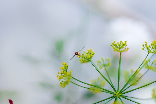 포토 JPG 해외이미지 식물 동물 디자인 남자 꽃 야생동물 곤충 잎 패턴 날개 오렌지 자연 앉기 사람없음 야외 초록색 여름 컬러풀 뷰티 노란색 환경 정원 검은색 줄무늬 황금 닫기 벌레 작음 먹이 정맥 내추럴 동물상 해외포토 계절 컬러 무늬 과일 모션 사람 조형물 크기 생태계 혈관 파일형식 이미지허브