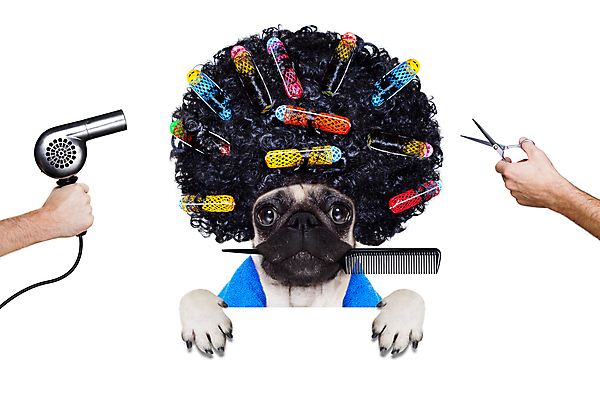 포토 JPG 해외이미지 동물 직업 헤어스타일 손 배너 응시 포스터 프레임 건조 건강 사람없음 반려동물 뷰티 유행 상점 칠판 스파 방 머리빗 화려 개 드라이어 미용사 이발 자르기 가발 손질 불독 몸단장 스타일리스트 스타일링 이발사 스타일 방식 해외포토 시선 컨셉 포유류 모션 신체부위 미용용품 파일형식 이미지허브