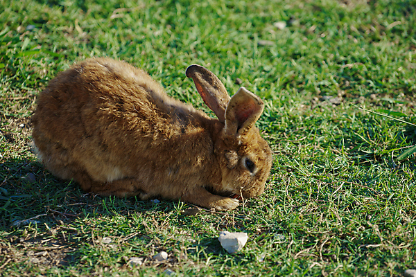 포토 JPG 해외이미지 주간 한마리 엎드리기 잔디 사람없음 야외 조약돌 토끼 해외포토 자연요소 식물 1 포유류 모션 반려동물 돌_바위 파일형식 이미지허브