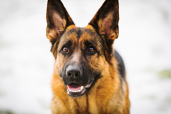 포토 JPG 해외이미지 주간 한마리 응시 사람없음 야외 반려동물 개 사냥개 셰퍼드 해외포토 자연요소 동물 1 시선 포유류 파일형식 이미지허브