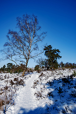 포토 JPG 해외이미지 나무 계절 공원 유럽 백그라운드 겨울 자연 하늘 아침 산 국립공원 경사 사람없음 야외 초록색 파란색 햇빛 환경 얼음 침묵 산책 추위 흰색 시골 신선 언덕 네덜란드 내추럴 보호구역 눈내림 수평선 해외포토 주간 자연요소 식물 공공시설 나라 컬러 휴식 눈_날씨 태양 소리 생태계 구역 파일형식 이미지허브