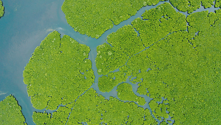 포토 JPG 해외이미지 나무 식물 아시아 야생동물 바다 섬 여행 백그라운드 잎 자연 휴가 풍경 사람없음 야외 목재 초록색 물 여름 강 뷰티 환경 침묵 나뭇가지 황무지 보호 숲 열대우림 생태계 뿌리 내추럴 조감도 해외포토 자연요소 동물 계절 나라 컬러 컨셉 재료 소리 파일형식 이미지허브