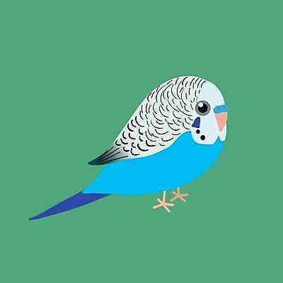 EPS 해외이미지 동물 디자인 남자 야생동물 날개 일러스트 자연 조류 파란색 반려동물 컬러풀 노란색 흰색 만화 깃털 부리 앵무새 고립 동물상 잉꼬 해외일러스트 컬러 사람 조형물 생태계 파일형식 벡터 이미지허브