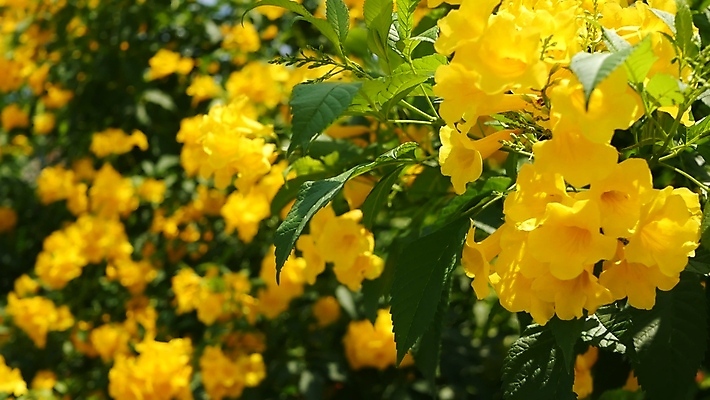 포토 JPG 해외이미지 식물 공원 꽃잎 꽃 백그라운드 잎 꽃무늬 태국 사람없음 야외 장식 빛 컬러풀 햇빛 노란색 정원 봄 벚꽃 나뭇가지 시골 신선 개화 황금 관목 유기농 향기 꿀 내추럴 강렬 샤워실 해외포토 나무 웰빙 계절 공공시설 아시아 컬러 무늬 태양 냄새 샤워시설 파일형식 이미지허브