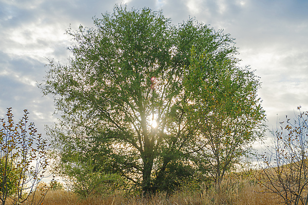 포토 JPG 해외이미지 나무 식물 여행 백그라운드 자연 하늘 사람없음 초록색 파란색 빛 컬러풀 햇빛 태양 뷰티 일출 황혼 새벽 산책 안개 시골 황금 저녁 숲 오솔길 땅 천국 내추럴 방법 밭일 생태학 해외포토 자연요소 교육 길 컬러 날씨 휴식 노을 일몰 야간 생태계 파일형식 이미지허브
