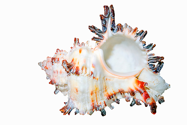 포토 JPG 해외이미지 동물 바다 자연 조개 연체동물 나선형 사람없음 장식 물 여름 뷰티 갈색 껍질 흰색 소라 오브젝트 기념품 고립 해외포토 자연요소 계절 컬러 무늬 어패류 무척추동물 생태계 파일형식 이미지허브