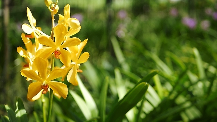 포토 JPG 해외이미지 식물 디자인 공원 꽃잎 꽃 백그라운드 꽃무늬 사람없음 아웃포커스 초록색 빛 햇빛 우주 환경 정원 맑음 스파 봄 벚꽃 난초 닫기 소프트포커스 다발 보케 향기 분재 블러 이국적 파라다이스 세련 효과 해외포토 나무 계절 공공시설 컬러 무늬 모션 날씨 촬영기법 태양 냄새 파일형식 이미지허브