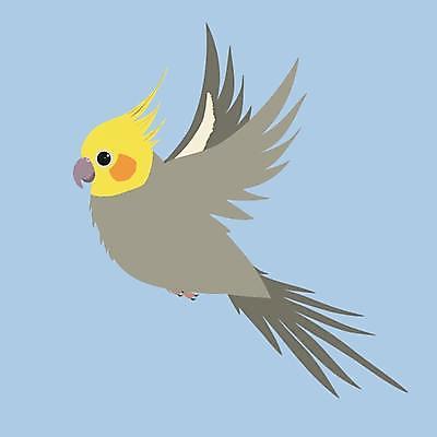 EPS 해외이미지 동물 야생동물 날개 일러스트 자연 조류 반려동물 노란색 회색 자유 흰색 만화 호루라기 스마트 깃털 앵무새 코믹 무료 잉꼬 지능 해외일러스트 컬러 컨셉 생태계 파일형식 벡터 이미지허브