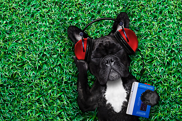 포토 JPG 해외이미지 동물 공원 음악 이어폰 휴가 휴식 사람없음 야외 여름 반려동물 파티 헤드폰 소리 꿈 듣기 수확 춤 카세트테이프 잠 개 시원함 DJ 명상 라디오 복고 디스코 낮잠 테이프 시끄러움 불독 프랑스어 거짓말 녹음기 멜로디 옛날 플레이어 해외포토 문자 계절 공공시설 음향기기 컨셉 농업 포유류 모션 문화예술 문구용품 이벤트 전자제품 파일형식 녹음_기록 이미지허브