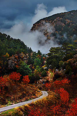 포토 JPG 해외이미지 나무 식물 계절 공원 도로 여행 자연 산 사람없음 야외 초록색 뷰티 놀람 시골 신선 소나무 숲 휴양지 장면 침엽수 전나무 내추럴 산악지대 웅장함 가문비나무 해외포토 공공시설 감정 길 컬러 교통시설 표정 장소 생태계 파일형식 이미지허브