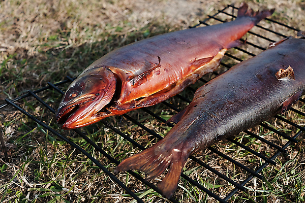 포토 JPG 해외이미지 접시 음식 바다 백그라운드 다이어트 재료 자연 낚시 건강 어류 요리 사람없음 초록색 빛 소풍 갈색 식당 식사 저녁식사 샐러드 신선 그릴 바비큐 굽기 해산물 준비 벽난로 날것 향 훈제 점심식사 절임 해외포토 식기 컬러 주방용품 레저 야외활동 상점 수중동물 구이 생태계 파일형식 이미지허브