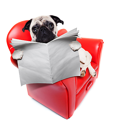 포토 JPG 해외이미지 동물 배너 종이 안경 의자 텍스트 휴식 감자 앉기 사람없음 반려동물 소파 선글라스 공백 정보 잡기 유머 신문 뉴스 개 강아지 잡지 인쇄 읽기 손목시계 쇼 문학 페이지 언론 불독 거짓말 출판 표제 해외포토 잡화 감정 시계 가구 컨셉 채소 장신구 포유류 모션 간행물 파일형식 이미지허브