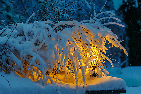 포토 JPG 해외이미지 나무 조각 크리스마스 겨울 조명 새해 거리 따뜻함 사람없음 장식 파란색 빛 냉동 얼음 추위 흰색 나뭇가지 등불 램프 소나무 황금 야간 저녁 숲 시원함 12월 오브젝트 서리 전나무 1월 내추럴 제설기 폭설 해외포토 자연요소 식물 계절 기념일 컬러 눈_날씨 날짜 자연재해 제설 파일형식 이미지허브