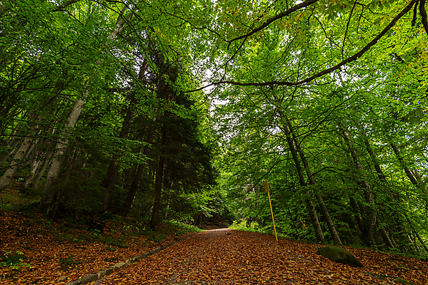 포토 JPG 해외이미지 나무 계절 도로 길 여행 백그라운드 잎 밭 농업 자연 하늘 날씨 사람없음 야외 목재 빨간색 초록색 파란색 컬러풀 햇빛 태양 뷰티 농장 노란색 환경 맑음 봄 시골 황무지 황금 숲 땅 장면 내추럴 해외포토 자연요소 식물 산업 컬러 재료 교통시설 생태계 파일형식 이미지허브