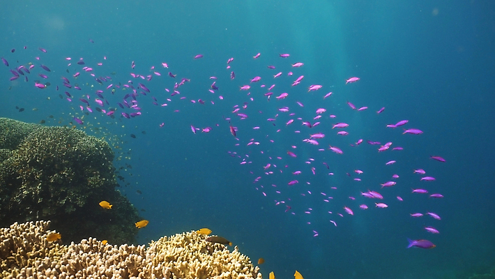 포토 JPG 해외이미지 야생동물 바다 자연 어류 사람없음 물 컬러풀 정원 바닷속 수중 산호 다이빙 암초 석호 깊이 이국적 해외포토 자연요소 동물 컬러 수영 수중동물 자포동물 생태계 수중스포츠 파일형식 이미지허브