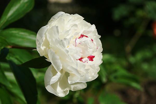 포토 JPG 해외이미지 식물 꽃잎 꽃 백그라운드 잎 꽃무늬 자연 사람없음 초록색 뷰티 정원 봄 벚꽃 흰색 신선 보케 조경 화단 블러 작약 해외포토 계절 컬러 무늬 생태계 파일형식 이미지허브
