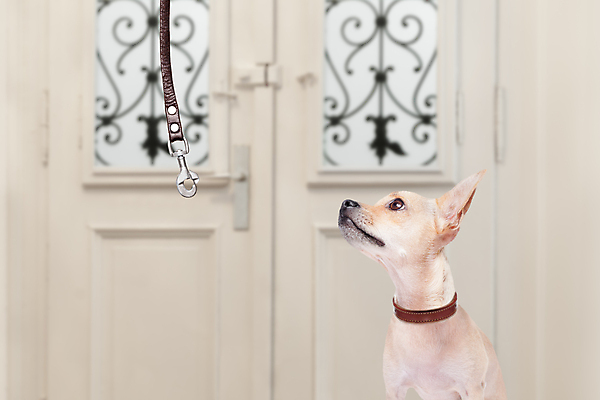 포토 JPG 해외이미지 동물 커플 응시 교육 신발 놀이 안내 주택 함께함 사랑 앉기 소년 사람없음 반려동물 선글라스 산책 기쁨 기차 가르침 기다림 유머 개 강아지 가죽 치와와 바둑 주인 송곳니 돌봄 복종 신앙심 유래 해외포토 시선 남자 감정 안경 어린이 육상교통 컨셉 포유류 관계 모션 휴식 대중교통 건물 치아 파일형식 이미지허브