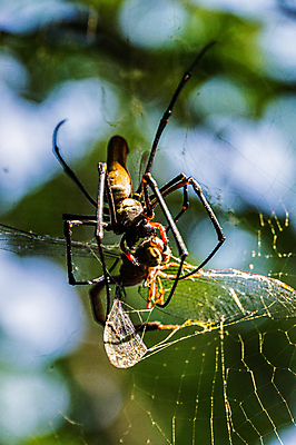 포토 JPG 해외이미지 아시아 사람없음 황금 해외포토 나라 파일형식 이미지허브