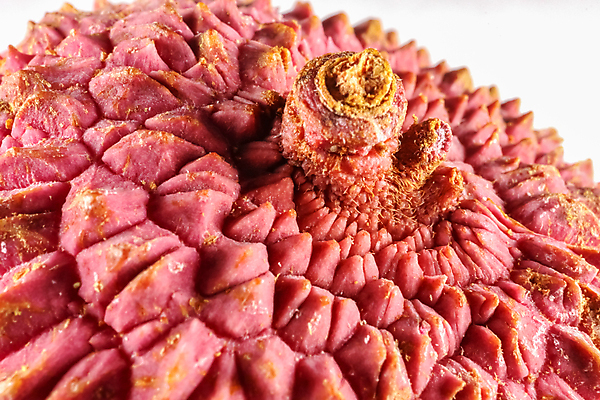 포토 JPG 해외이미지 실내 근접촬영 사람없음 한개 열대과일 흰배경 리치 해외포토 1 뷰포인트 백그라운드 과일 내부 흰색 파일형식 이미지허브