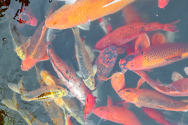 포토 JPG 해외이미지 동물 호수 오렌지 자연 어류 사람없음 빨간색 물 컬러풀 노란색 일본 수중 수영 흰색 연못 황금 금붕어 수족관 잉어 수유 해외포토 자연요소 아시아 컬러 과일 수중동물 수상스포츠 생태계 파일형식 이미지허브