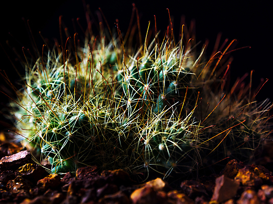 포토 JPG 해외이미지 검은배경 선인장 실내 사람없음 어둠 가시 해외포토 식물 백그라운드 내부 검은색 파일형식 이미지허브