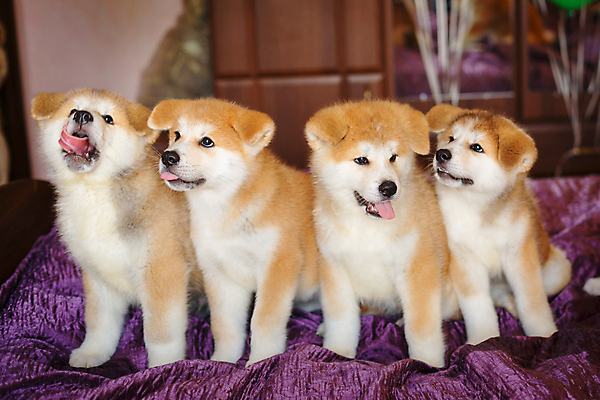 포토 JPG 해외이미지 동물 행복 얼굴 새끼 포즈 가족 주택 털 실내 미소 사람없음 빨간색 반려동물 갈색 일본 방 흰색 침대 아기 개 강아지 작음 모피 5 솜털 거짓말 기르기 유래 많음 해외포토 감정 아시아 컬러 가구 컨셉 포유류 관계 표정 사람 내부 건물 신체부위 숫자 크기 돌봄 파일형식 이미지허브