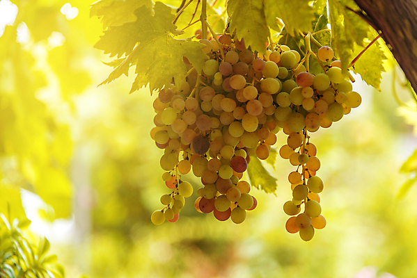 포토 JPG 해외이미지 나무 식물 계절 음식 백그라운드 잎 밭 농업 오렌지 자연 포도 독일 건강 사람없음 야외 초록색 햇빛 태양 농장 노란색 일출 와인 일몰 수확 성장 나뭇가지 시골 신선 황금 다발 포도밭 포도나무 10월 내추럴 메를로 숙성 양조장 해외포토 자연요소 유럽 산업 컬러 과일 주류 노을 날짜 과일나무 생태계 파일형식 이미지허브