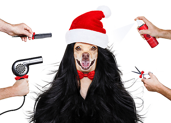 포토 JPG 해외이미지 동물 직업 헤어스타일 손 응시 크리스마스 건강 사람없음 빨간색 반려동물 선글라스 산타클로스 유행 상점 스파 머리빗 화려 개 드라이어 미용사 이발 자르기 테리어 가발 분무기 손질 치와와 몸단장 고립 돌봄 스타일리스트 스타일링 이발사 스타일 방식 해외포토 시선 기념일 안경 컬러 컨셉 포유류 모션 신체부위 미용용품 파일형식 이미지허브