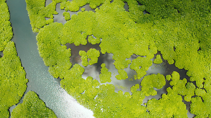 포토 JPG 해외이미지 나무 식물 아시아 야생동물 바다 섬 여행 백그라운드 잎 자연 휴가 풍경 사람없음 야외 목재 초록색 물 여름 강 뷰티 환경 침묵 나뭇가지 황무지 보호 숲 열대우림 생태계 뿌리 내추럴 조감도 해외포토 자연요소 동물 계절 나라 컬러 컨셉 재료 소리 파일형식 이미지허브