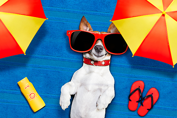 포토 JPG 해외이미지 한마리 사람없음 여름 선글라스 눕기 파라솔 강아지 쪼리 테리어 선크림 목줄 동물라이프 해외포토 동물 1 라이프스타일 계절 안경 모션 반려동물 화장품 개 샌들 파일형식 반려용품 이미지허브