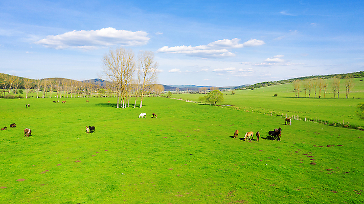 포토 JPG 해외이미지 동물 공원 밭 농업 산 안테나 그림자 풍경 사람없음 야외 초록색 여름 농장 농경지 자유 시골 그룹 승마 군중 정상 승차 방목 기르기 동물상 드론 무료 조감도 카피스페이스 해외포토 계절 공공시설 산업 스포츠 컬러 컨셉 통신 모션 사람 조형물 공백 축산업 돌봄 파일형식 이미지허브