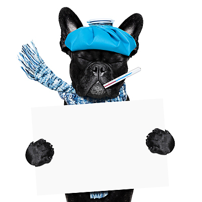 포토 JPG 해외이미지 한마리 사람없음 목도리 강아지 온도계 흰배경 불독 감기약 동물라이프 얼음팩 해외포토 동물 1 라이프스타일 잡화 백그라운드 반려동물 약 흰색 개 파일형식 이미지허브