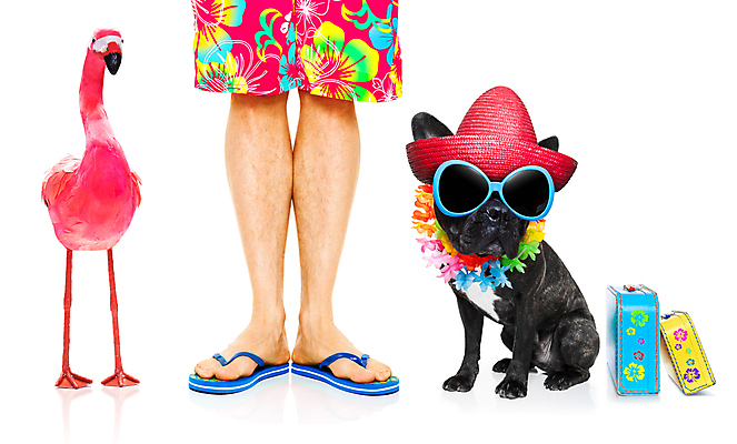 포토 JPG 해외이미지 동물 커플 꽃 행복 바다 분홍색 여행 조류 휴가 휴식 함께함 사랑 앉기 사람없음 여름 반려동물 선글라스 태양 여행객 우정 뜨거움 유머 닫기 개 선탠 플라밍고 휴양지 하와이 불독 주인 동성애자 해외포토 자연요소 식물 계절 감정 안경 컬러 컨셉 포유류 관계 모션 사람 친구 미국 장소 파일형식 성소수자 이미지허브