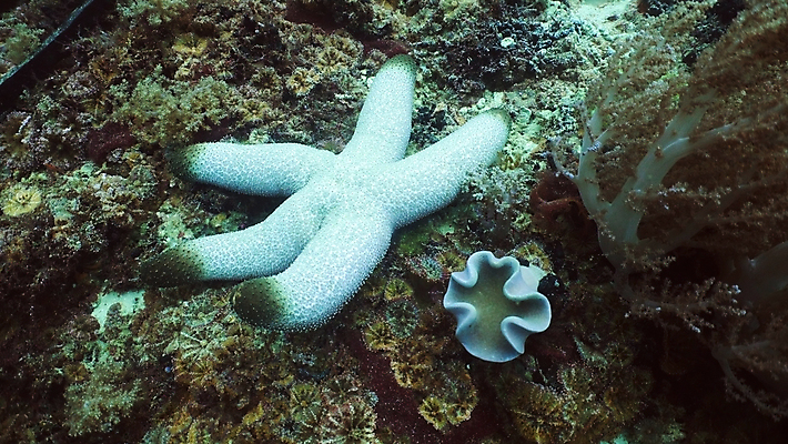 포토 JPG 해외이미지 동물 별 야생동물 바다 자연 불가사리 항해 어류 사람없음 물 컬러풀 수중 스노클링 산호 다이빙 암초 스펀지 이국적 해외포토 자연요소 컬러 배_교통 극피동물 수영 수중동물 수상스포츠 자포동물 생태계 수중스포츠 파일형식 이미지허브