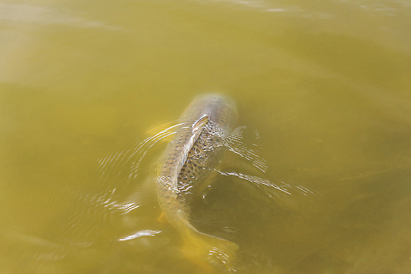 포토 JPG 해외이미지 동물 야생동물 스포츠 자연 낚시 육류 어류 취미 사람없음 야외 물 수중 수영 연못 잡기 고리 스노클링 큼 다이빙 금붕어 각도 낚시꾼 수족관 파운드 서식지 미끼 잉어 동물상 민물 수경재배 영양분 해외포토 자연요소 돈 식재료 모션 레저 조형물 수중동물 수상스포츠 크기 생태계 수중스포츠 파일형식 이미지허브