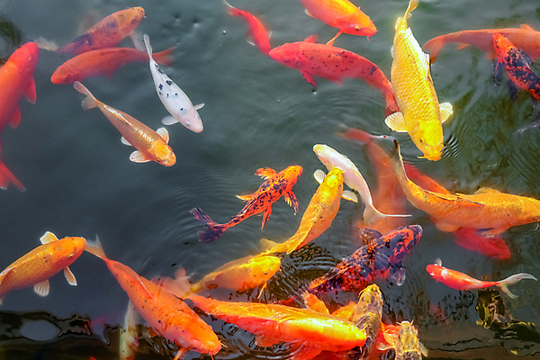 포토 JPG 해외이미지 동물 호수 오렌지 자연 어류 사람없음 빨간색 물 컬러풀 노란색 일본 수중 수영 흰색 연못 황금 금붕어 수족관 잉어 수유 해외포토 자연요소 아시아 컬러 과일 수중동물 수상스포츠 생태계 파일형식 이미지허브