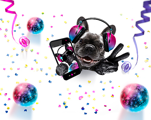 포토 JPG 해외이미지 동물 음악 노래 공 주택 이벤트 사람없음 반려동물 파티 헤드폰 소리 콘서트 거울 듣기 축하 춤 카세트테이프 개 MP3 혼합 야간 DJ 클럽 싱글 디스코 쇼 테이프 주말 불독 비닐 고립 테크노 플레이어 유흥 해외포토 자연요소 음향기기 컨셉 포유류 모션 재질 문화예술 문구용품 건물 전자제품 공연 파일형식 이미지허브