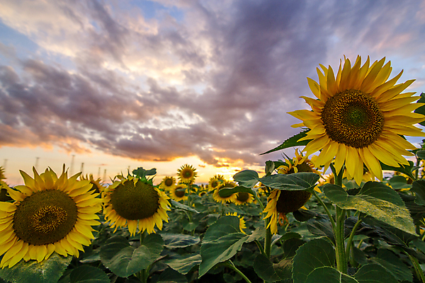 포토 JPG 해외이미지 주간 구름 꽃밭 하늘 해바라기 풍경 사람없음 야외 여름 일몰 해외포토 자연요소 계절 꽃 노을 파일형식 이미지허브