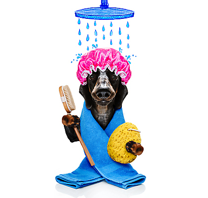 포토 JPG 해외이미지 배너 사람없음 수건 뷰티 스파 목욕 가운 목욕가운 닥스훈트 테리어 양동이 비누 로션 샴푸 스펀지 동물라이프 샤워실 위생관리 해외포토 동물 라이프스타일 옷 관리 위생용품 청결 화장품 개 샤워시설 파일형식 이미지허브