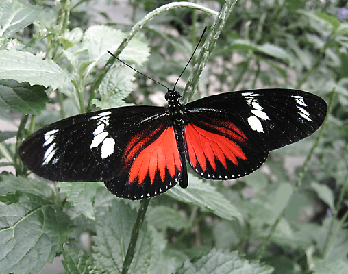 포토 JPG 해외이미지 동물 야생동물 나비 곤충 날개 자연 사람없음 빨간색 해외포토 컬러 생태계 파일형식 이미지허브