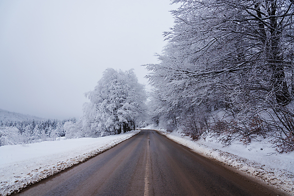 포토 JPG 해외이미지 나무 도로 겨울 자연 하늘 사람없음 야외 눈 가로수 해외포토 자연요소 식물 계절 길 교통시설 날씨 생태계 파일형식 이미지허브