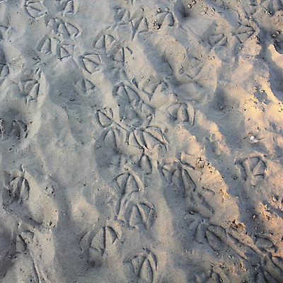 포토 JPG 해외이미지 디자인 계절 모래 벽 파도 바다 백그라운드 겨울 패턴 자연 벽지 갈매기 조류 표면 추상 사람없음 물 파란색 갈색 얼음 회색 사막 추위 흰색 거친 묘사 질감 트랙 내추럴 그런지 해외포토 자연요소 동물 컬러 무늬 생태계 파일형식 이미지허브