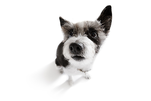 포토 JPG 해외이미지 동물 행복 얼굴 백그라운드 놀이 사랑 앉기 사람없음 반려동물 머리 우정 듣기 흰색 대접 잡기 최고 입 기다림 유머 닫기 개 달콤 강아지 호기심 코 각도 푸들 주인 고립 어안 인내 해외포토 감정 컬러 컨셉 포유류 모션 신체부위 친구 맛 파일형식 이미지허브