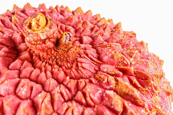 포토 JPG 해외이미지 실내 근접촬영 사람없음 한개 열대과일 흰배경 리치 해외포토 1 뷰포인트 백그라운드 과일 내부 흰색 파일형식 이미지허브