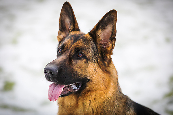포토 JPG 해외이미지 주간 한마리 응시 사람없음 야외 반려동물 개 사냥개 셰퍼드 해외포토 자연요소 동물 1 시선 포유류 파일형식 이미지허브