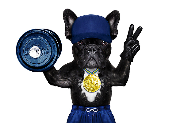 포토 JPG 해외이미지 모양 동물 배너 스포츠 운동화 다이어트 성공 근육 건강 사람없음 반려동물 운동 힘 경쟁 공백 아령 장비 기차 우승 유머 개 몸무게 보디빌딩 보디빌더 메달 날씬함 연습 클럽 흰배경 체육관 리프트 불독 무거움 프랑스어 고립 승자 프로그램 해외포토 문자 감정 육상교통 백그라운드 신발 컨셉 포유류 대중교통 헬스 흰색 최고 무게 몸매 상_상패 파일형식 이미지허브