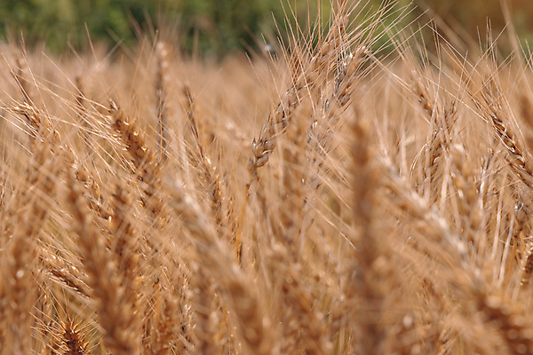 포토 JPG 해외이미지 식물 계절 음식 빵 줄기 백그라운드 밭 농업 자연 하늘 건조 옥수수 씨앗 풍경 사람없음 야외 초록색 여름 파란색 농작물 햇빛 태양 농장 농경지 노란색 수확 성장 가을 시골 황금 낟알 땅 시리얼 밀 유기농 보리 장면 밀짚 내추럴 밭일 숙성 호밀 해외포토 자연요소 웰빙 산업 컬러 곡류 짚 생태계 파일형식 이미지허브