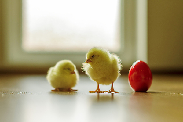 포토 JPG 해외이미지 동물 행복 백그라운드 컨셉 놀이 조류 휴가 새로움 털 병아리 사람없음 장식 반려동물 반사 노란색 치킨 봄 흰색 축하 신생아 토끼 만화 깃털 부활절계란 부리 솜털 해외포토 계절 감정 컬러 포유류 부활절 계란 아기 닭고기요리 파일형식 이미지허브