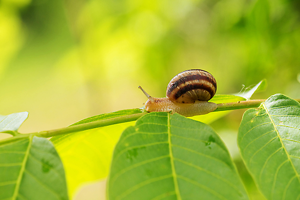 포토 JPG 해외이미지 동물 야생동물 백그라운드 잎 자연 벽지 아침 날씨 추상 생물 안테나 사람없음 야외 초록색 물 컬러풀 햇빛 뷰티 갈색 정원 맑음 일몰 활발 물방울 신선 벌레 빗방울 순수 달팽이 생물학 느림 기어가기 해외포토 주간 자연요소 식물 교육 컬러 곤충 컨셉 무늬 통신 모션 연체동물 태양 노을 비_날씨 생태계 파일형식 이미지허브